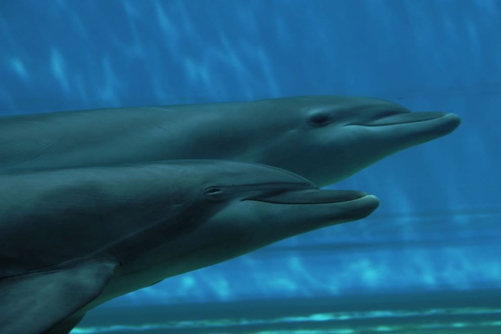 delfini all'Acquario di Genova