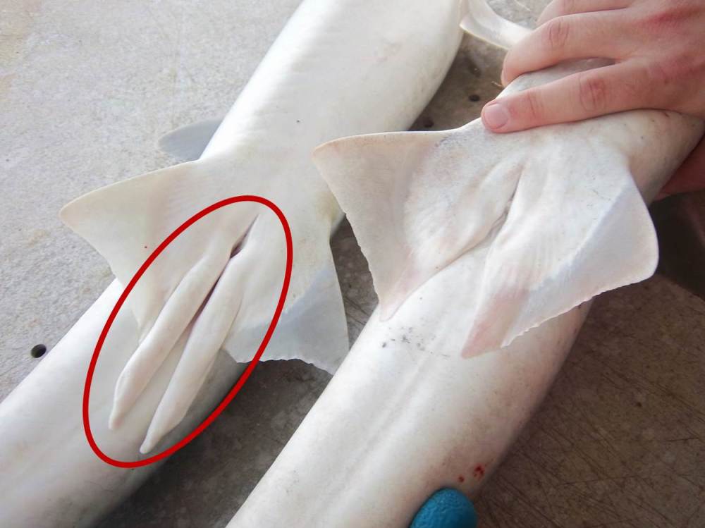Credits: thefisheriesblog.com