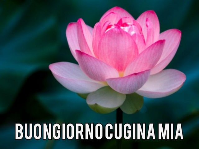 Buongiorno cugina mia.