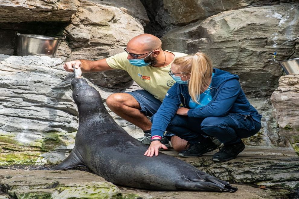 Due membri dello staff dell'Acquario di Genova, muniti di un secchio di gustose aringhe, danno da mangiare a una foca.