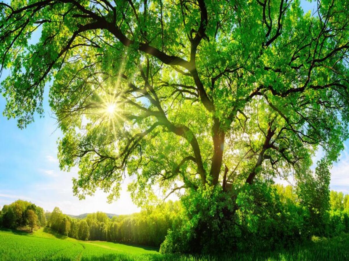 Frasi e immagini sull'ambiente: 187 pensieri e immagini sulla natura da rispettare - 