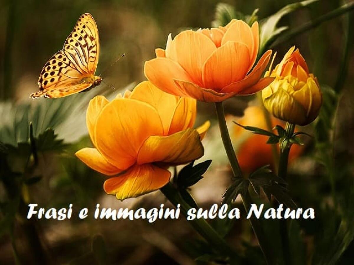 Frasi sulla natura: 160 pensieri, immagini e video per celebrare la Terra e le sue bellezze - 
