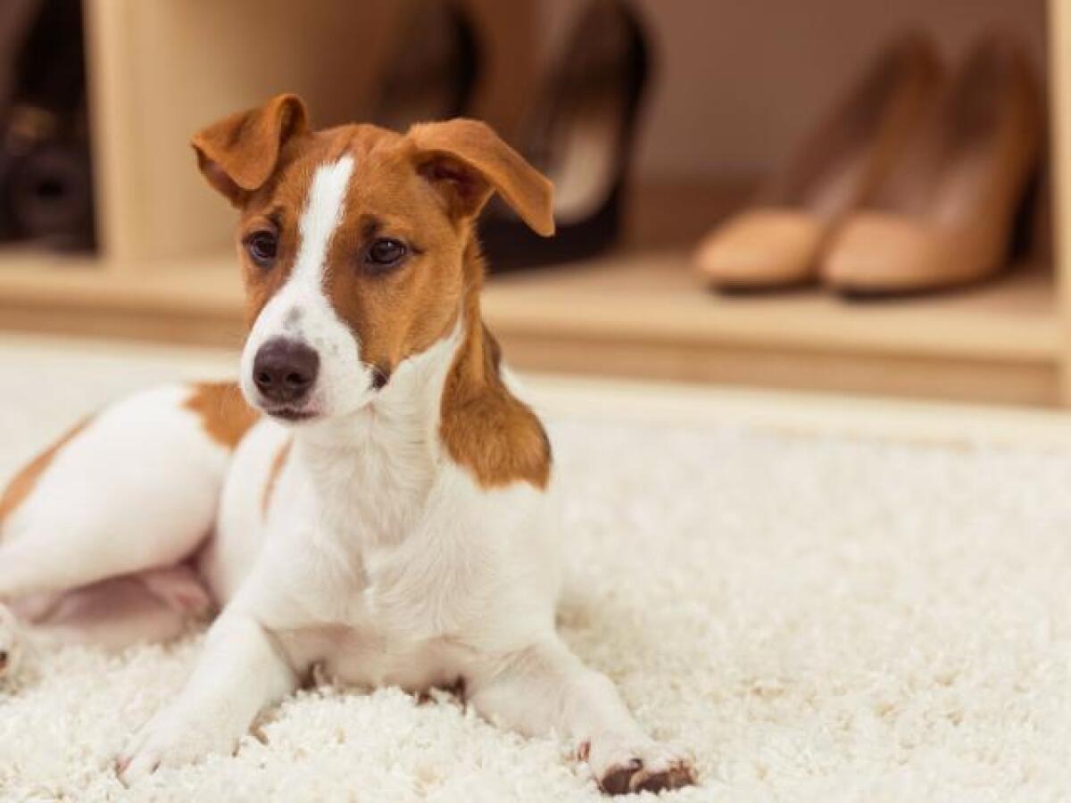 Frasi sui cani: 130 pensieri e immagini sul migliore amico dell'uomo - 
