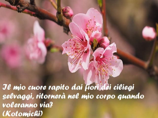 Il mio cuore rapito dai fiori dei ciliegi selvaggi, ritornerà nel mio corpo quando voleranno via? (Kotomichi)