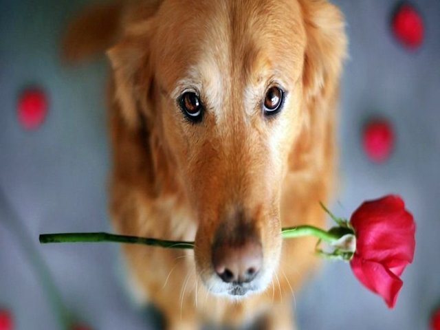 frasi sui cani dolci