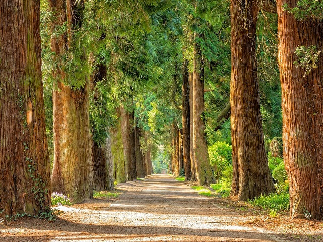 foto della natura