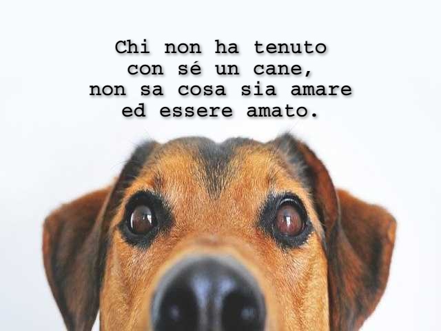 Chi non ha tenuto con sé un cane, non sa cosa sia amare ed essere amato.