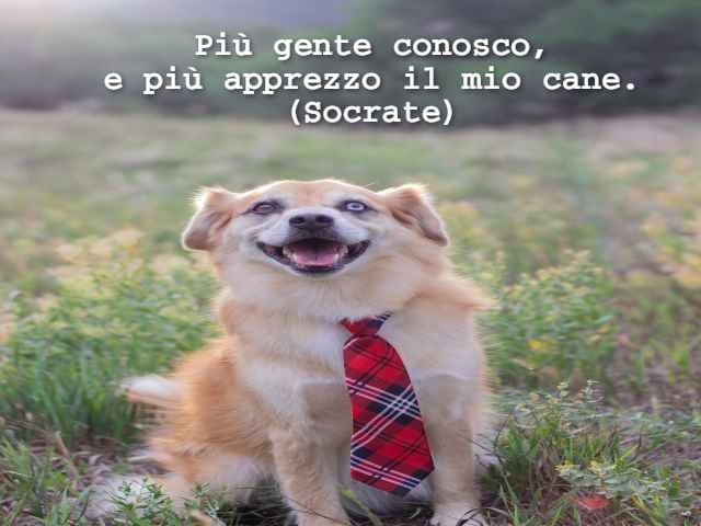 Più gente conosco, e più apprezzo il mio cane. (Socrate)