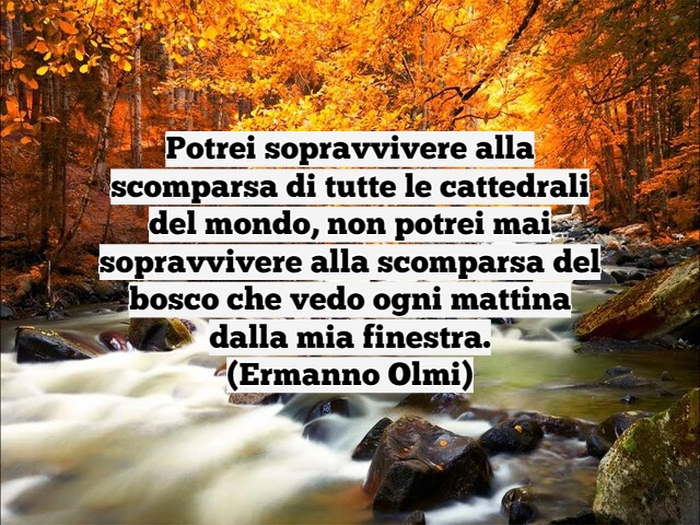 Potrei sopravvivere alla scomparsa di tutte le cattedrali del mondo, non potrei mai sopravvivere alla scomparsa del bosco che vedo ogni mattina dalla mia finestra.(Ermanno Olmi)