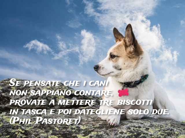 Se pensate che i cani non sappiano contare, provate a mettere tre biscotti in tasca e poi datene a Fido solo due.(Phil Pastoret)