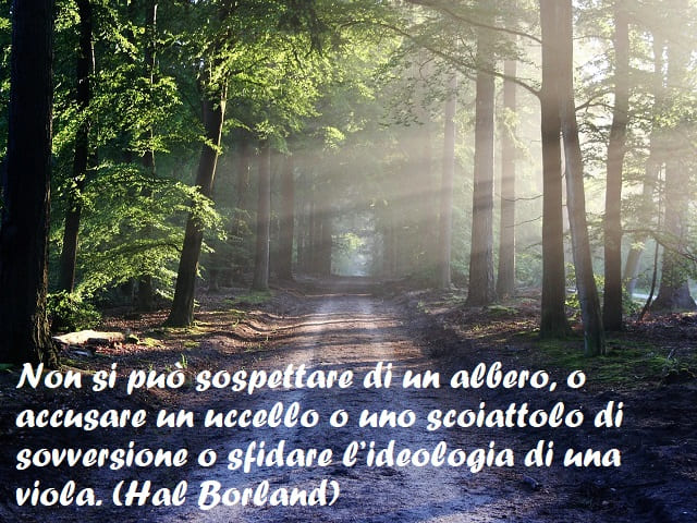 Non si può sospettare di un albero, o accusare un uccello o uno scoiattolo di sovversione o sfidare l’ideologia di una viola. (Hal Borland)