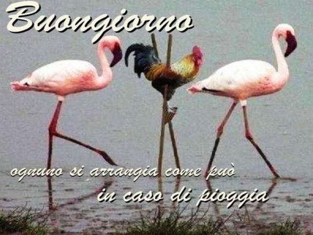 Buongiorno, ognuno si arrangia come può in caso di pioggia.