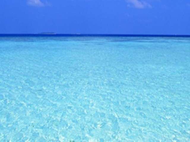 mare