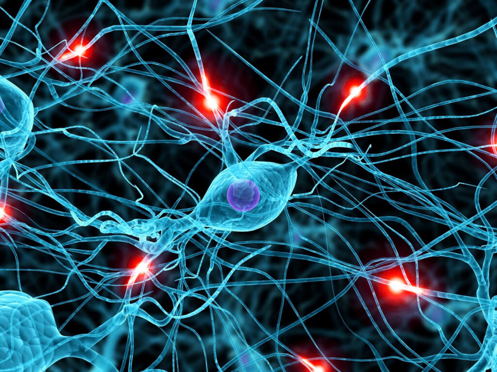 Credits: neurocienciassalud.blogspot.com