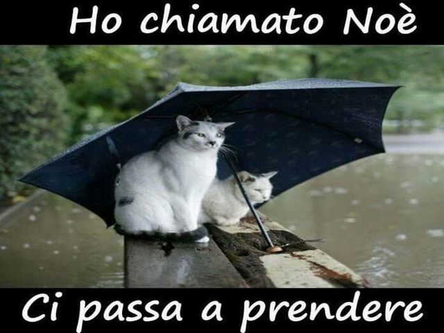 Ho chiamato Noè, ci passa a prendere.