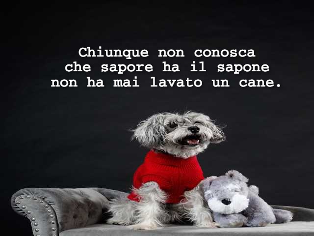 Chiunque non conosca che sapore ha il sapone non ha mai lavato un cane.