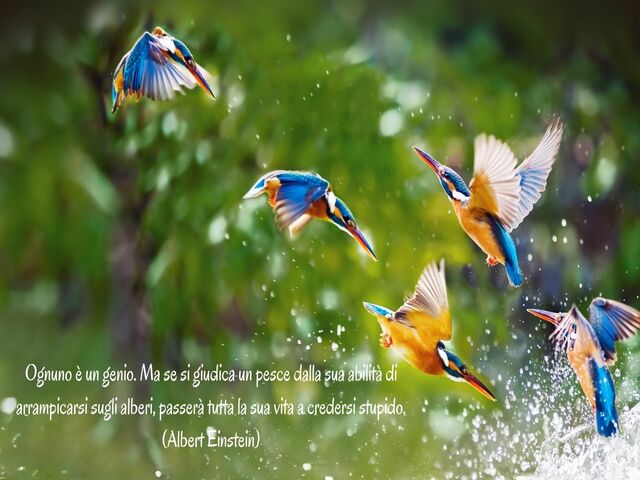 Ognuno è un genio. Ma se si giudica un pesce dalla sua abilità di arrampicarsi sugli alberi, passerà tutta la sua vita a credersi stupido.(Albert Einstein)