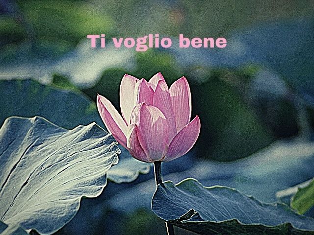 Ti voglio bene.