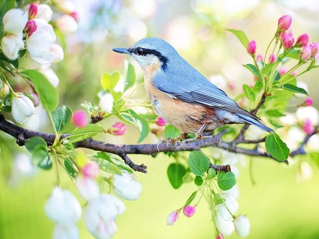 immagini meravigliose della natura