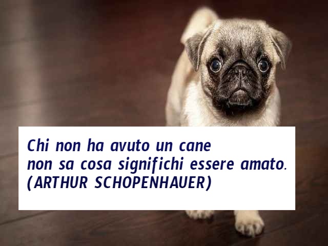 Chi non ha avuto un cane non sa cosa significhi essere amato.(Arthur Schopenhauer)