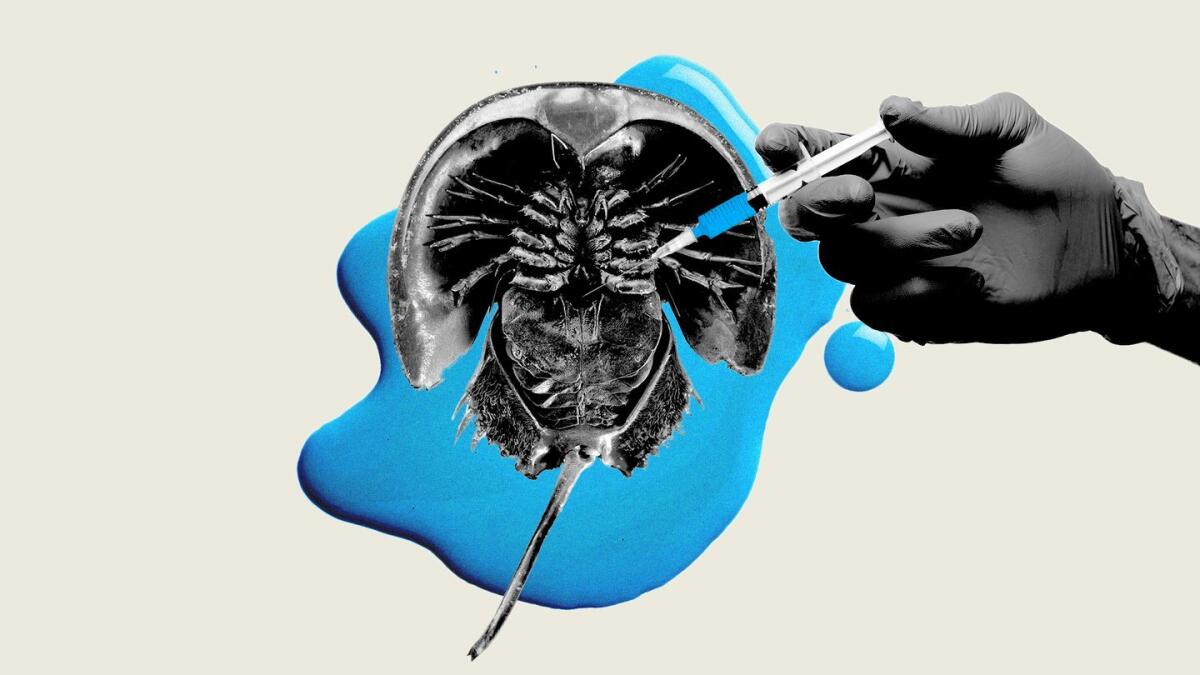 Limulus polyphemus: il granchio dal sangue blu ad uso farmaceutico - 