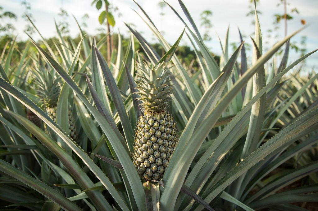Mangiando l'ananas brucia la lingua? È perché é lui a mangiare noi