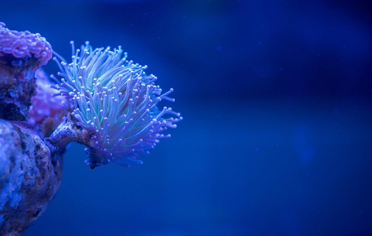 Il Dna dei coralli e degli uomini: le affinità genetiche - 