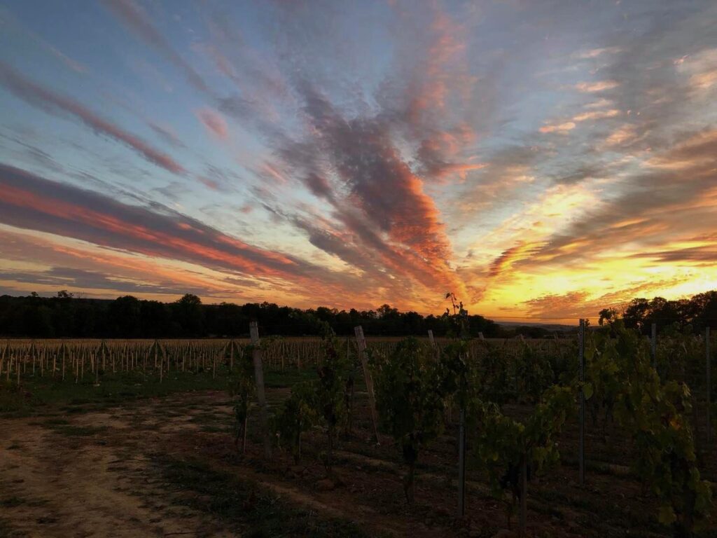Credits: Domaine la Bouche du Roi