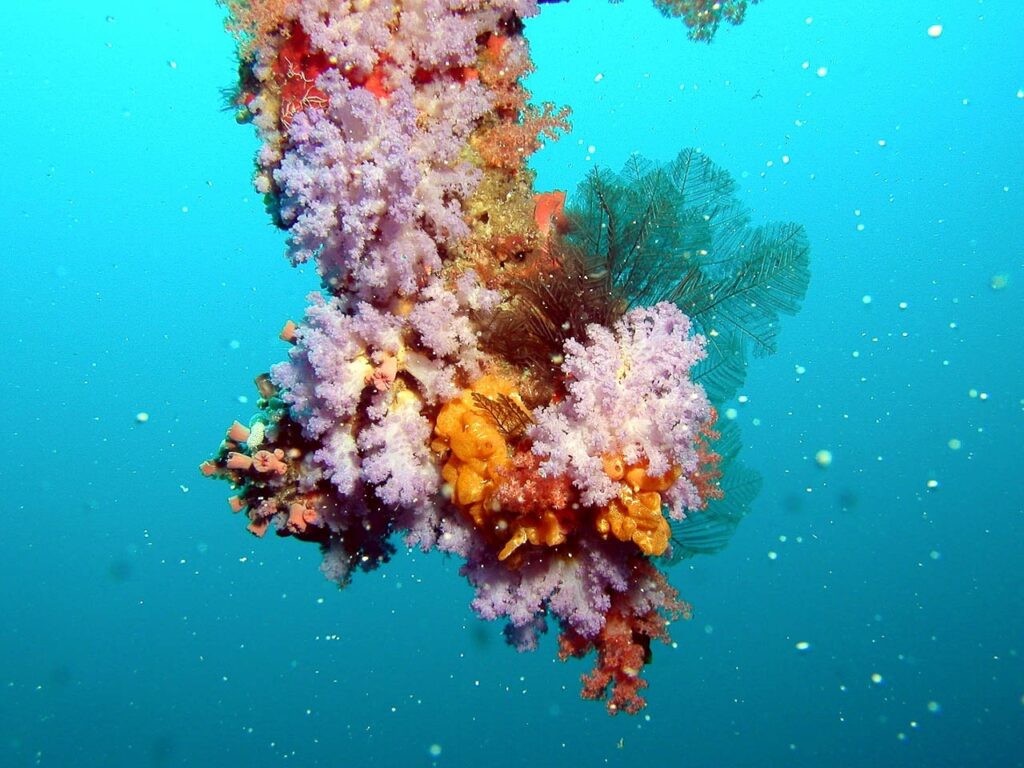 Dna dei coralli e degli uomini-corallo rosso