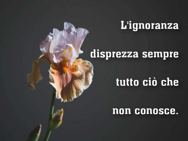 L'ignoranza disprezza sempre tutto ciò che non conosce.