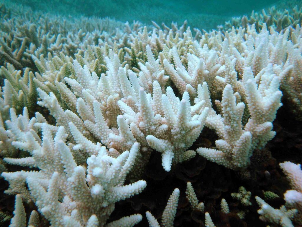 Credits: ARC Centre of Excellence for Coral Reef Studies via Flickr