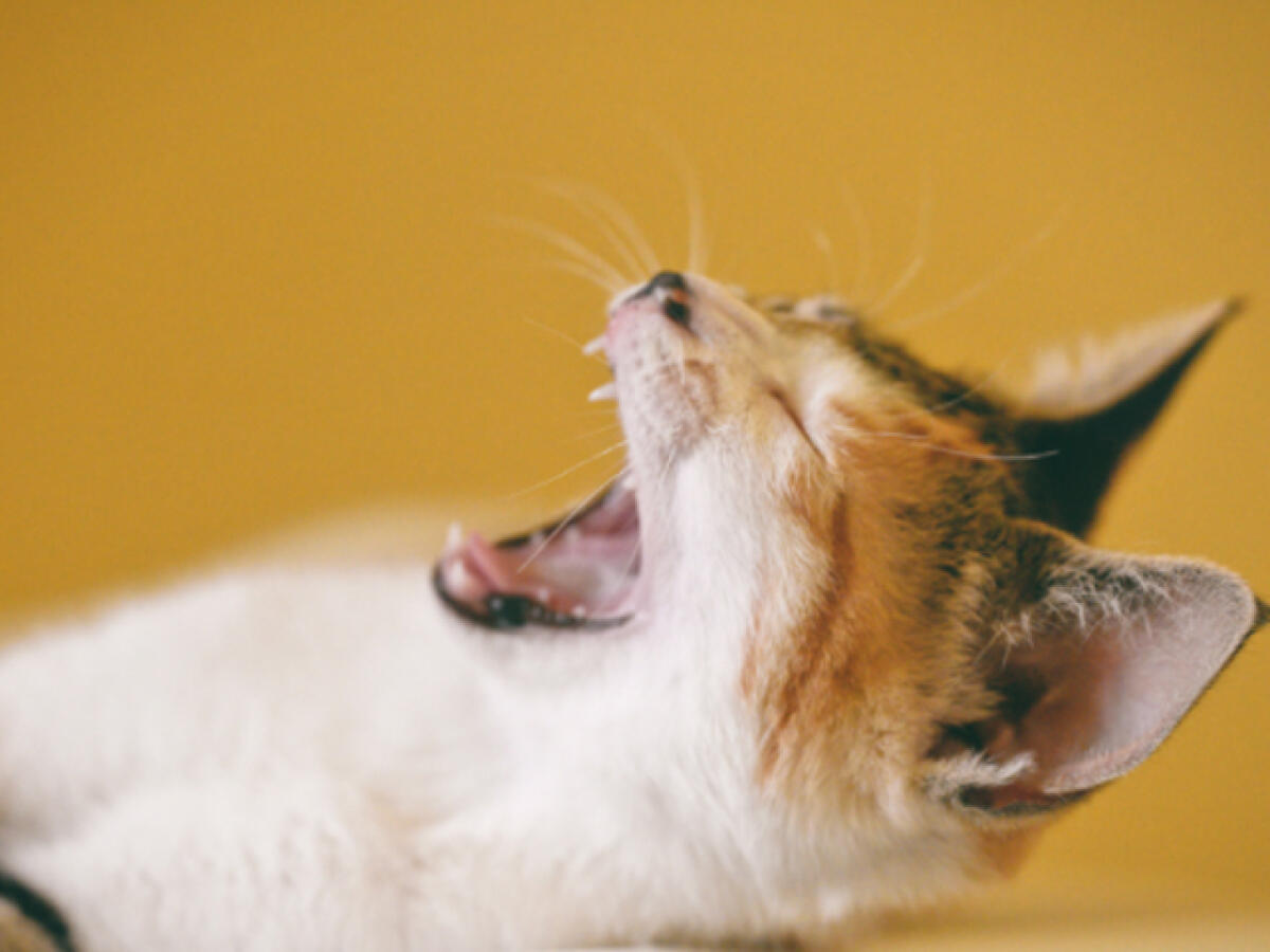 Frasi sugli animali: 160 frasi sugli animali, immagini, frasi in inglese - 
