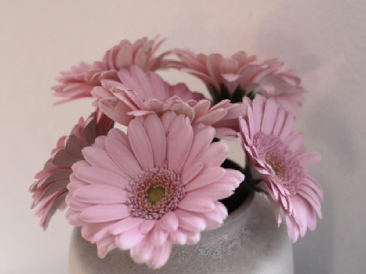 Frasi sulla bellezza dei fiori: 140 aforismi, citazioni, immagini bellissime di fiori con frasi - 
