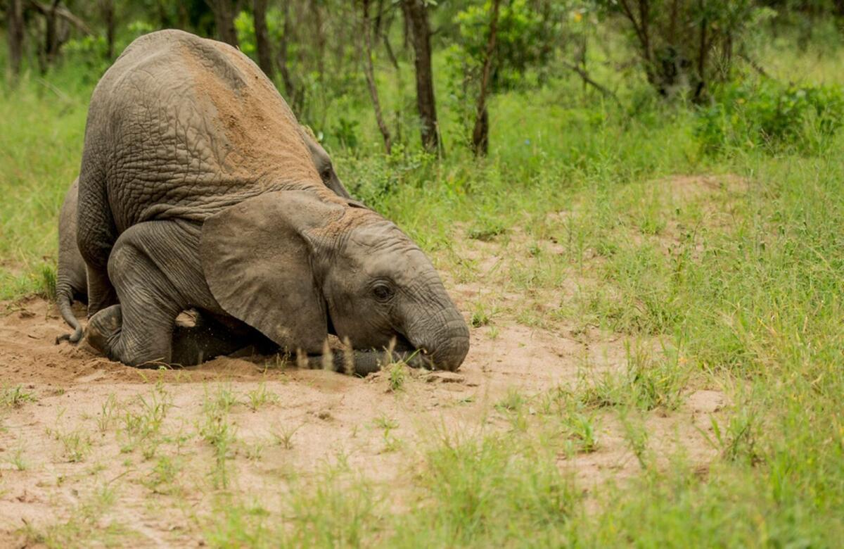 Animali ubriachi grazie alla frutta fermentata: è davvero possibile? - Credits: Daily Mirror