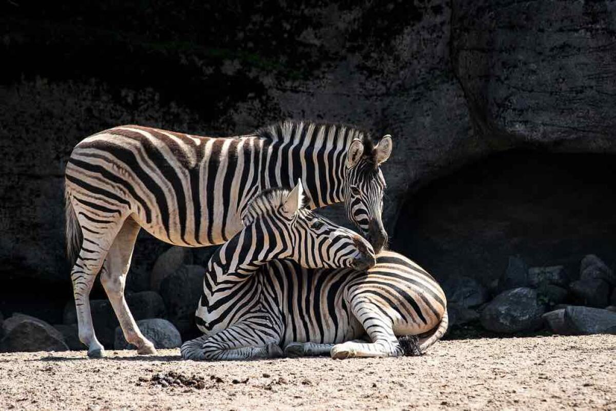 Zoo di Berlino, il più famoso zoo d'Europa nel cuore della capitale tedesca - 