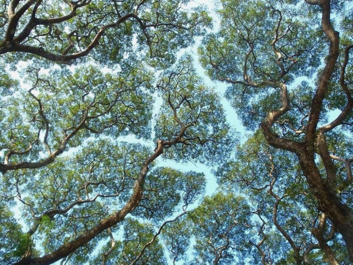 Crown shyness: quando gli alberi sono "timidi" e le chiome non si toccano - 