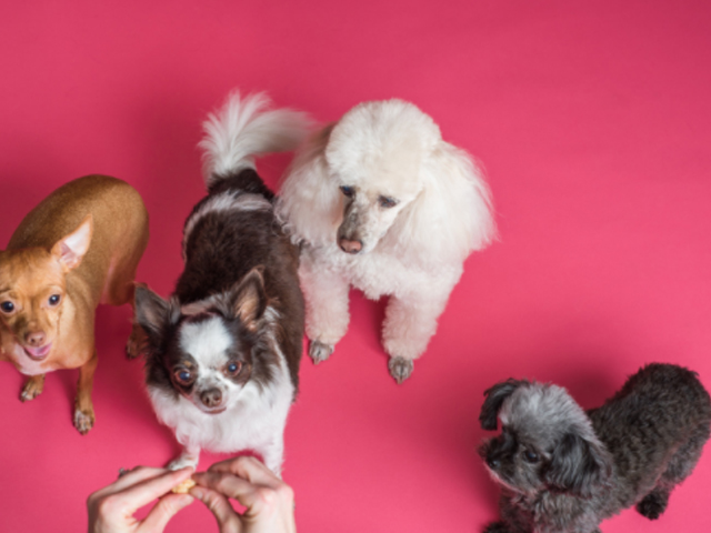 immagini sugli animali cani piccoli
