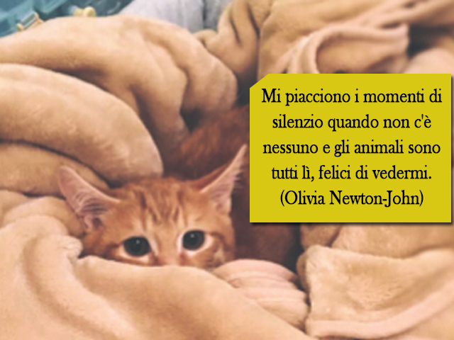 Mi piacciono i momenti di silenzio quando non c'è nessuno e gli animali sono tutti lì, felici di vedermi.(Olivia Newton-John)