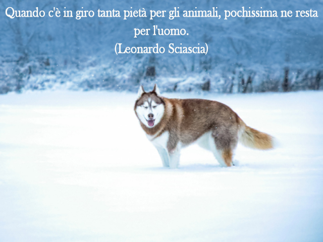 Quando c'è in giro tanta pietà per gli animali, pochissima ne resta per l'uomo.(Leonardo Sciascia)