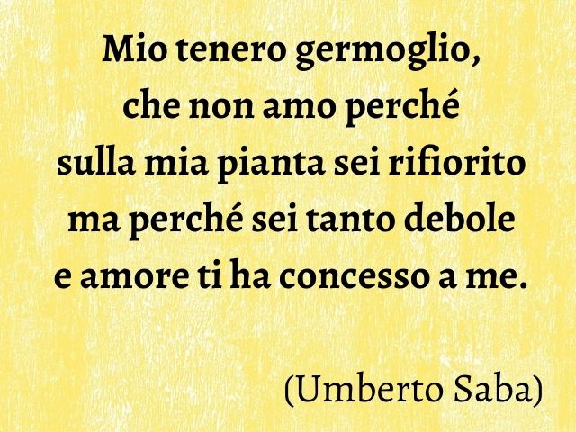 Mio tenero germoglio, che non amo perché sulla mia pianta sei rifiorito ma perché sei tanto debole e amore ti ha concesso a me.(Umberto Saba)