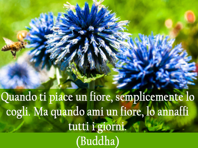 Quando ti piace un fiore, semplicemente lo cogli. Ma quando ami un fiore, lo annaffi tutti i giorni.(Buddha)