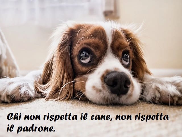 Chi non rispetta il cane, non rispetta il padrone.