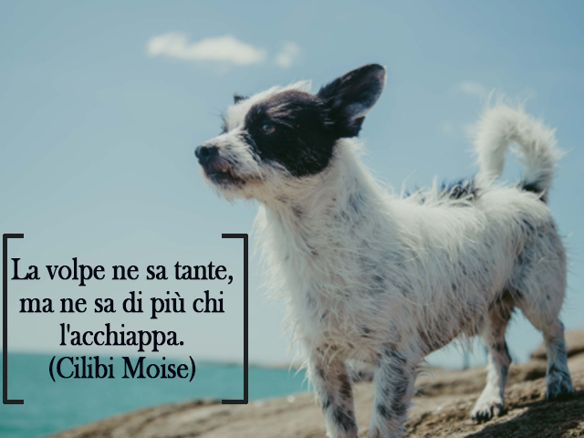 La volpe ne sa tante, ma ne sa di più chi l'acchiappa.(Cilibi Moise)