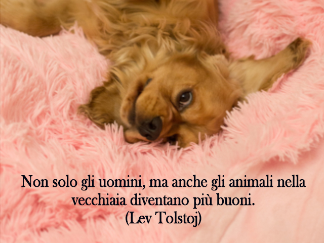 Non solo gli uomini, ma anche gli animali nella vecchiaia diventano più buoni.(Lev Tolstoj)