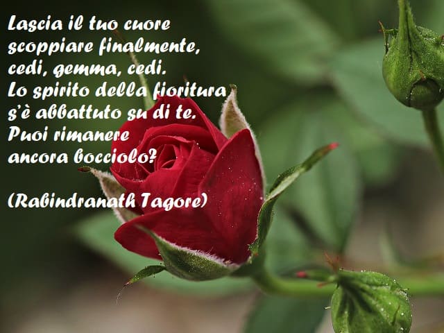 Lascia il tuo cuore scoppiare finalmente, cedi, gemma, cedi. Lo spirito della fioritura s'è abbattuto su di te. Puoi rimanere ancora bocciolo? (Rabindranath Tagore)