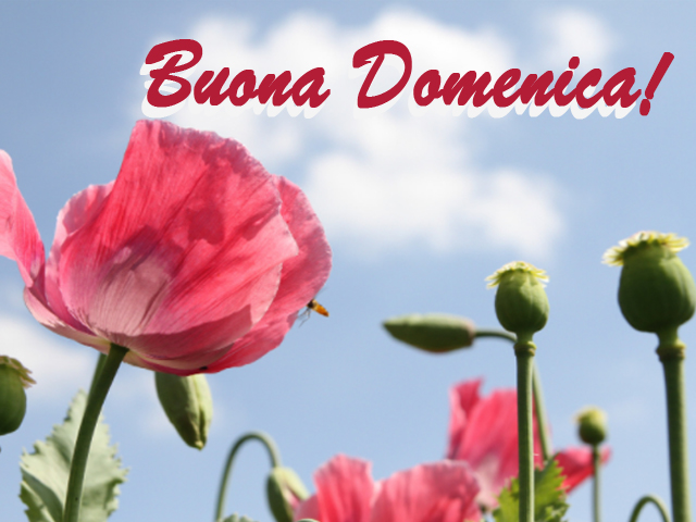 Buona Domenica.