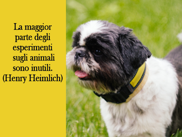 La maggior parte degli esperimenti sugli animali sono inutili.(Henry Heimlich)