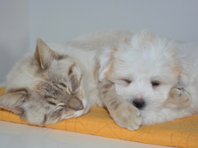 immagini animali cani gatti