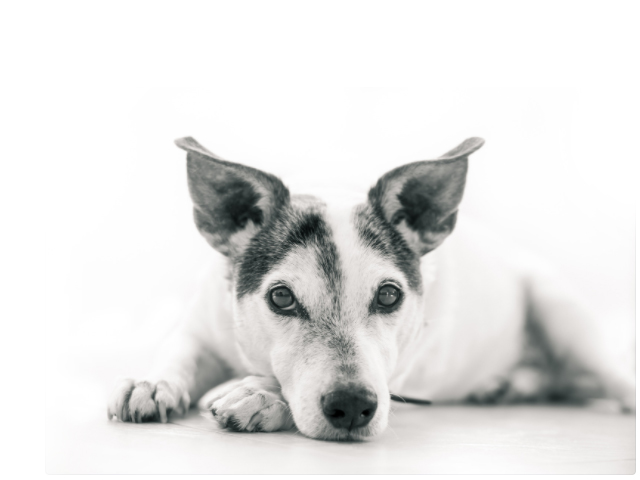 Immagini sugli animali cani