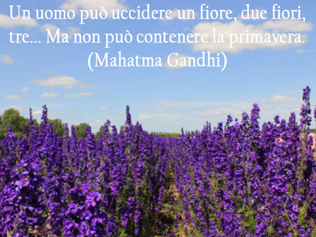 Un uomo può uccidere un fiore, due fiori, tre... Ma non può contenere la primavera.(Mahatma Gandhi)